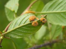 Attēlu rezultāti vaicājumam “Puccinia coronata”