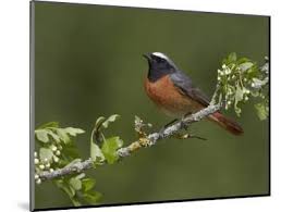 Attēlu rezultāti vaicājumam “Phoenicurus phoenicurus male”