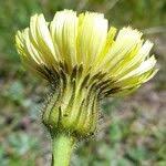Attēlu rezultāti vaicājumam “Hypochaeris maculata leaf”