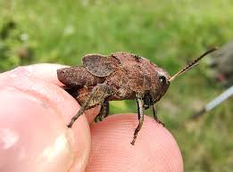 Attēlu rezultāti vaicājumam “Psophus stridulus”