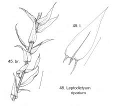 Attēlu rezultāti vaicājumam “Leptodictyum riparium sporophyte”