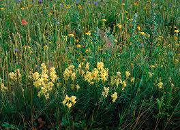 Image result for Linaria vulgaris