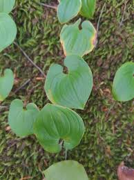 Attēlu rezultāti vaicājumam “Maianthemum bifolium leaf”