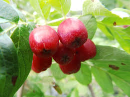 Attēlu rezultāti vaicājumam “x Sorbaronia fallax”