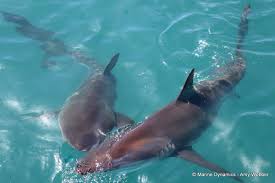 Image result for Carcharhinus brachyurus