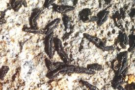 Attēlu rezultāti vaicājumam “Opegrapha atra”