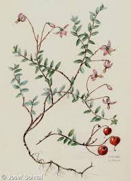 Attēlu rezultāti vaicājumam “Oxycoccus”