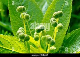 Attēlu rezultāti vaicājumam “Mercurialis perennis bud”