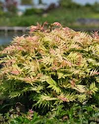 Attēlu rezultāti vaicājumam “Sorbaria sorbifolia bud”