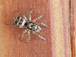 Attēlu rezultāti vaicājumam “Salticus scenicus”