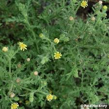 Attēlu rezultāti vaicājumam “Senecio viscosus”