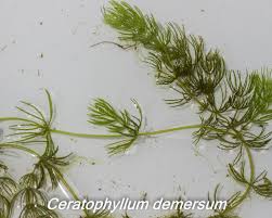 Attēlu rezultāti vaicājumam “Ceratophyllaceae”