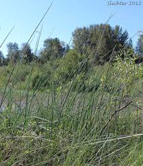 Attēlu rezultāti vaicājumam “Schoenoplectus lacustris subsp. glaucus”