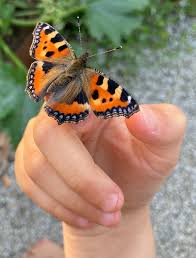 Image result for Small Tortoiseshell