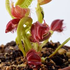 Attēlu rezultāti vaicājumam “Diachea muscorum young”