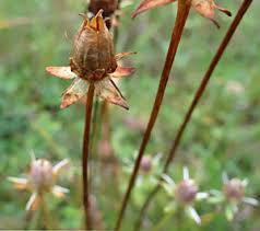 Attēlu rezultāti vaicājumam “Oenothera rubricauli bud”