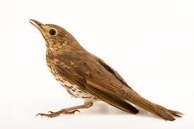 Attēlu rezultāti vaicājumam “Turdus philomelos”