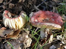 Attēlu rezultāti vaicājumam “Russula vesca”