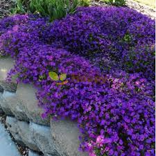 Image result for Aubrieta hybrida (cultorum)