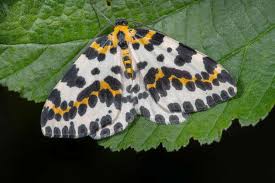 Attēlu rezultāti vaicājumam “Abraxas grossulariata imago”