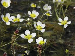 Attēlu rezultāti vaicājumam “Batrachium”