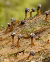 Attēlu rezultāti vaicājumam “Diderma globosum macro”