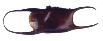 Image result for Leucoraja