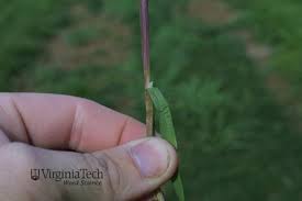 Attēlu rezultāti vaicājumam “Poa trivialis leaf”