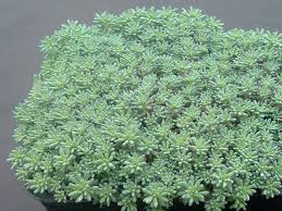 Attēlu rezultāti vaicājumam “Sedum hispanicum”