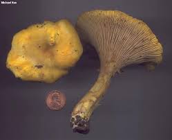 Attēlu rezultāti vaicājumam “Cantharellus cibarius”