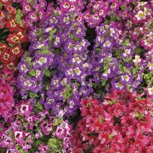 Image result for Schizanthus