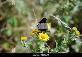 Attēlu rezultāti vaicājumam “Inachis io underside”