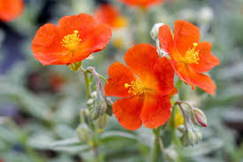 Attēlu rezultāti vaicājumam “Helianthemum nummularium flower”