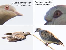 Image result for Streptopelia orientalis