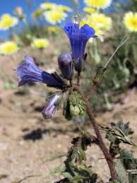 Attēlu rezultāti vaicājumam “Hydrophyllaceae”