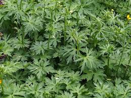 Attēlu rezultāti vaicājumam “Ranunculus acris leaf”