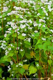Attēlu rezultāti vaicājumam “Fagopyrum esculentum flower”