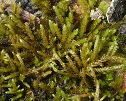 Attēlu rezultāti vaicājumam “Campylophyllum calcareum”