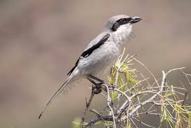 Attēlu rezultāti vaicājumam “Lanius excubitor”