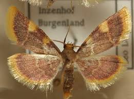 Attēlu rezultāti vaicājumam “Hypsopygia costalis”