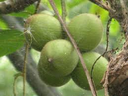 Attēlu rezultāti vaicājumam “Typha latifolia fruit”