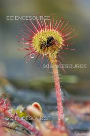 Attēlu rezultāti vaicājumam “Drosera rotundifolia flower”