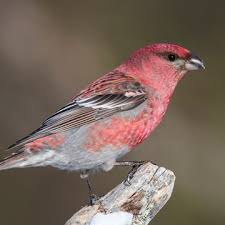 Attēlu rezultāti vaicājumam “Pinicola enucleator adult”