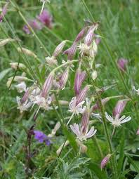 Attēlu rezultāti vaicājumam “Silene nutans”