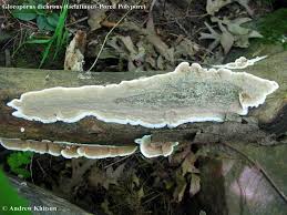 Attēlu rezultāti vaicājumam “Gloeoporus dichrous”