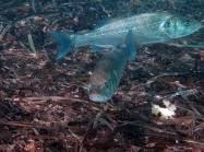 Image result for Dicentrarchus labrax