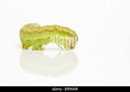 Attēlu rezultāti vaicājumam “Mamestra brassicae larva”