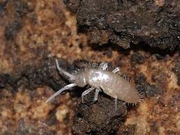 Attēlu rezultāti vaicājumam “Heteromurus nitidus”