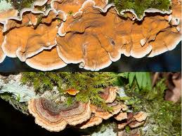 Attēlu rezultāti vaicājumam “Stereum hirsutum”