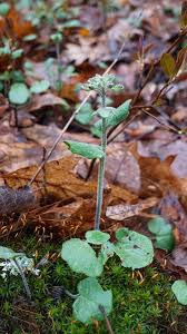 Attēlu rezultāti vaicājumam “Cardamine impatiens leaf”